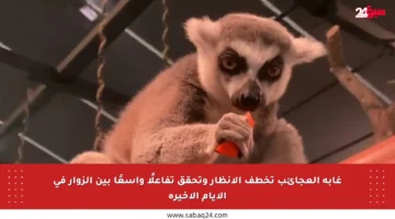 غابة العجائب تخطف الأنظار وتحقق تفاعلًا واسعًا بين الزوار في الأيام الأخيرة
